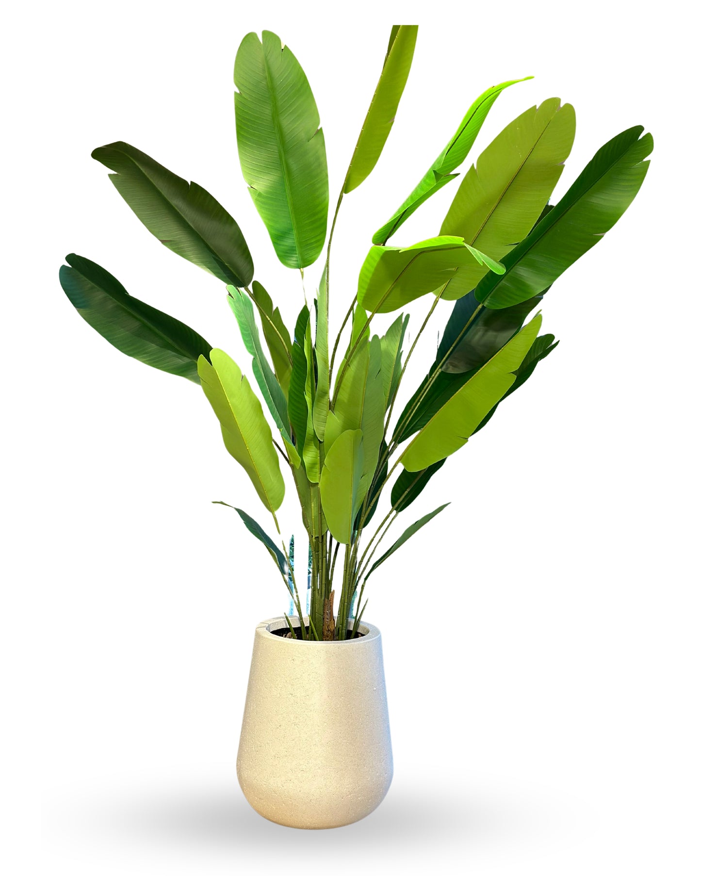 Yapay Strelitzia (Starliçe) Bitkisi 🌿